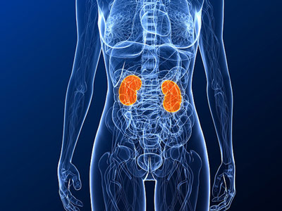 department of Anatomy