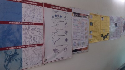 department of gynaecology