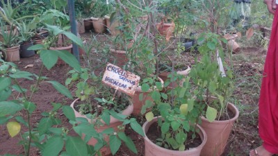 department of gynaecology