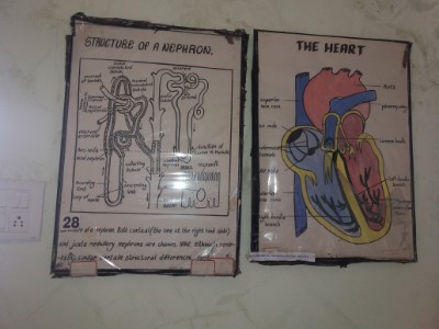 Department of Physiology